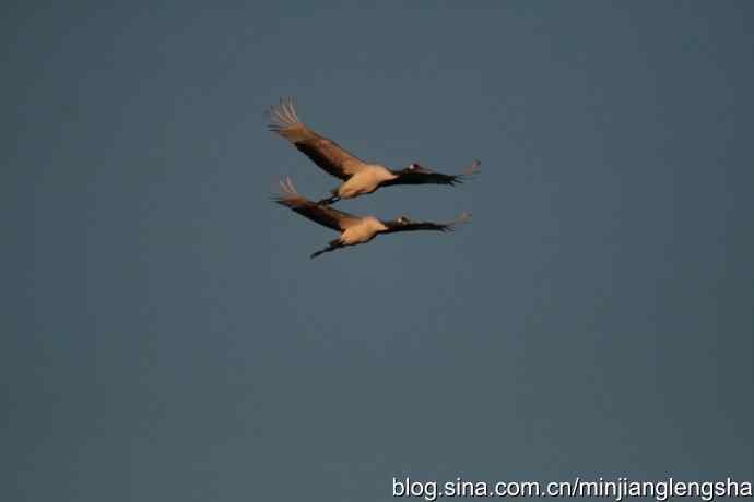 丹顶鹤一家四口从我头顶飞过 丹顶鹤一家四口从我头顶飞过