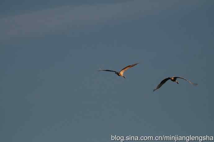 丹顶鹤一家四口从我头顶飞过 丹顶鹤一家四口从我头顶飞过