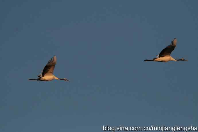 丹顶鹤一家四口从我头顶飞过 丹顶鹤一家四口从我头顶飞过