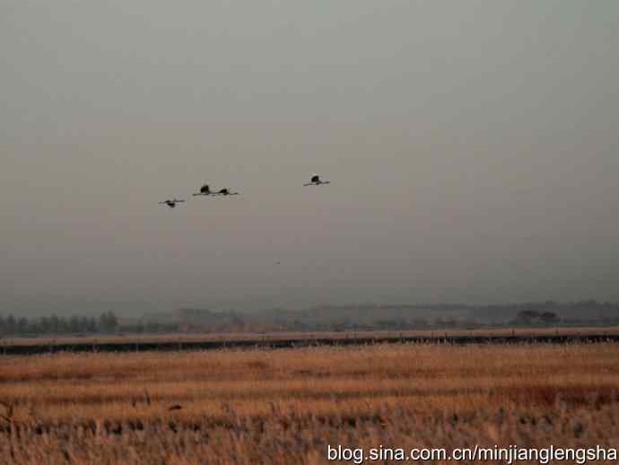 丹顶鹤一家四口从我头顶飞过 丹顶鹤一家四口从我头顶飞过