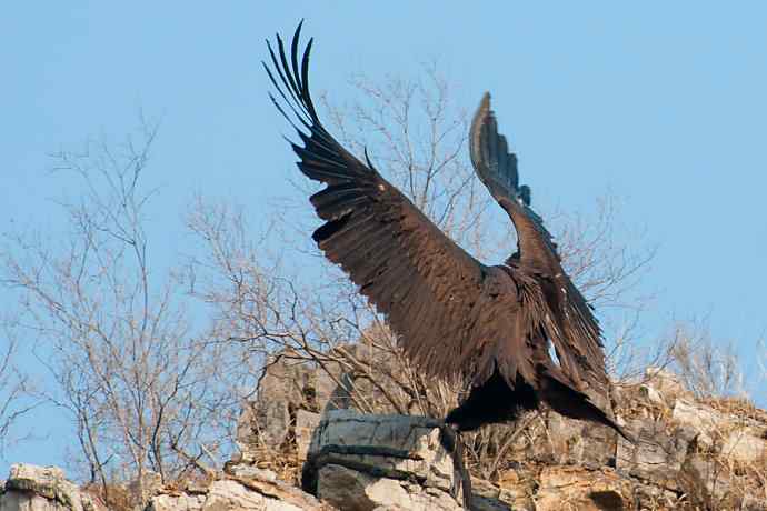 新拍座山雕☆☆ 新拍座山雕☆☆