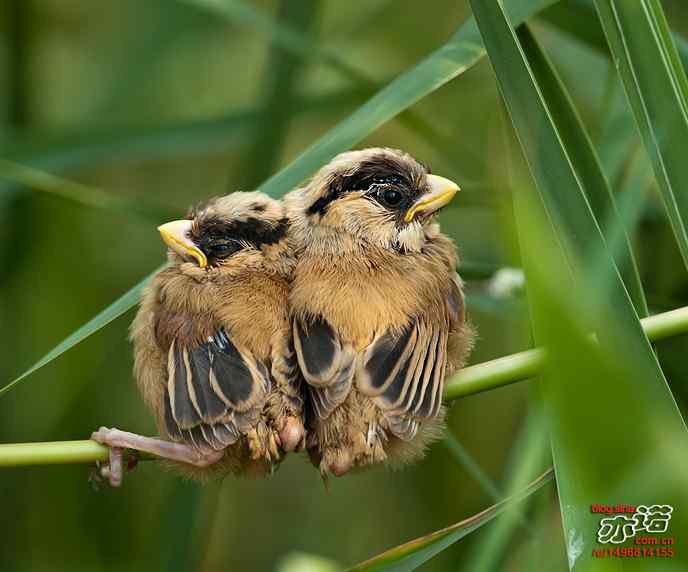 衡水湖&nbsp;wbr路&nbsp;wbr震旦鸦雀