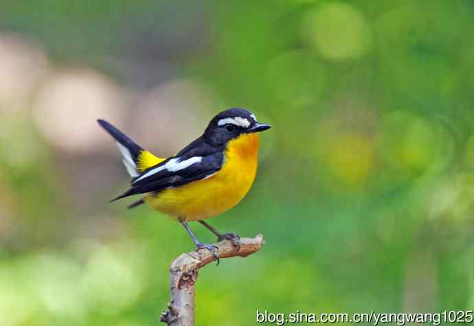 雄性白眉姬鹟（2）