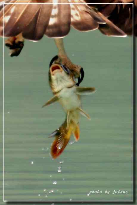 各种猛禽的利爪【图】