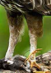 各种猛禽的利爪【图】