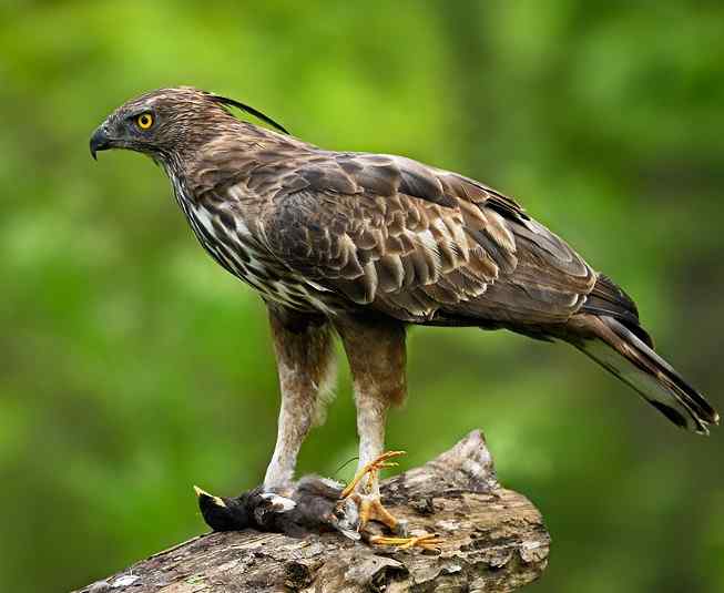 各种猛禽的利爪【图】