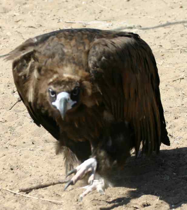 各种猛禽的利爪【图】