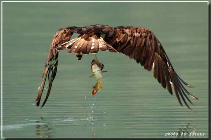 各种猛禽的利爪【图】