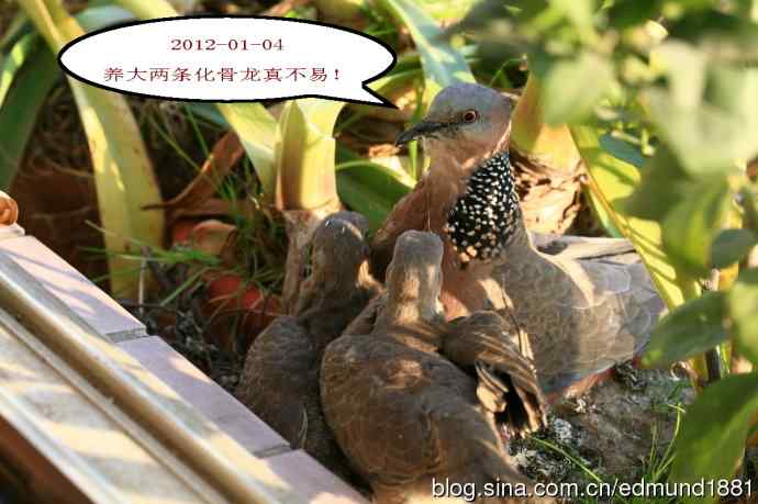 珠颈斑鸠育儿记