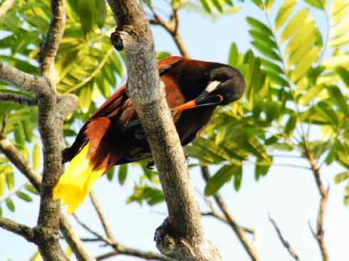 奇特的盔：拟椋鸟