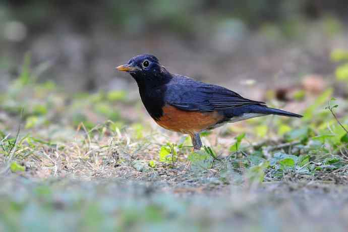 【新鸟】黑胸鸫和乌灰鸫