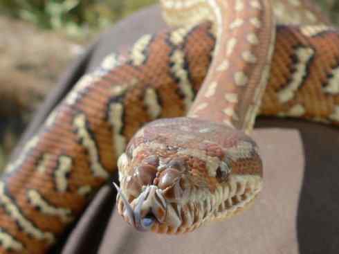 龙：传说的兽原型探秘（树蟒类）