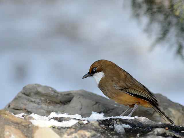 红嘴相思 VS 白喉噪鹛