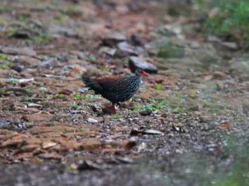 凤凰：传说的鸟原型探秘（原鸡）