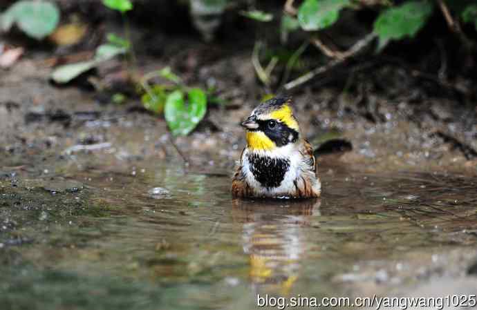 雄性黄喉鹀（5）