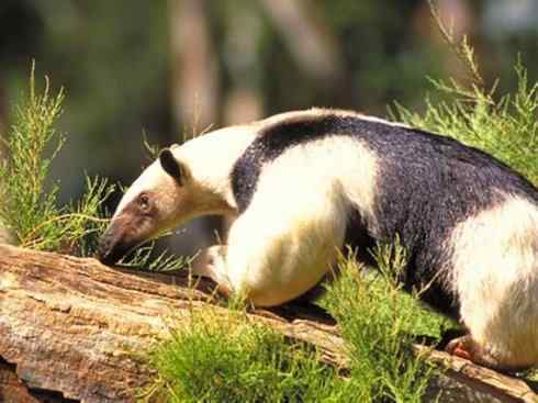 动物世界：山寨还是原创之五