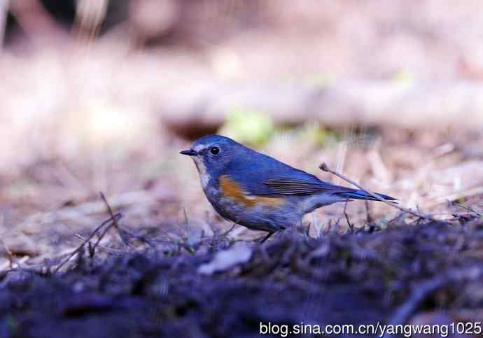 雄性红胁蓝尾鸲（3）