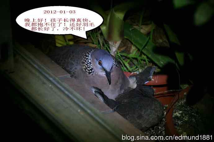 珠颈斑鸠育儿记