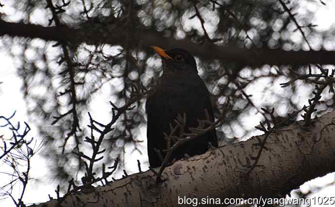 哇！我知道了！它的名字叫乌鸫dong