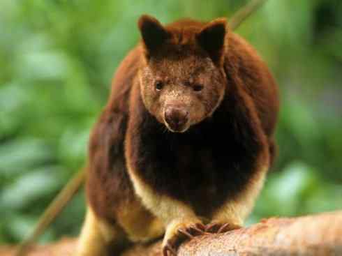盘点十二大著名食蚁动物：袋食蚁兽