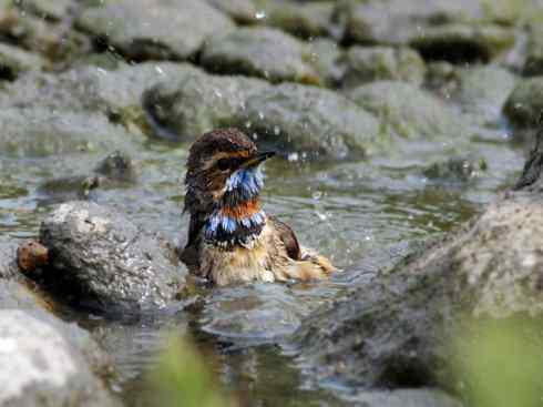 家禽驯化之源之二十七