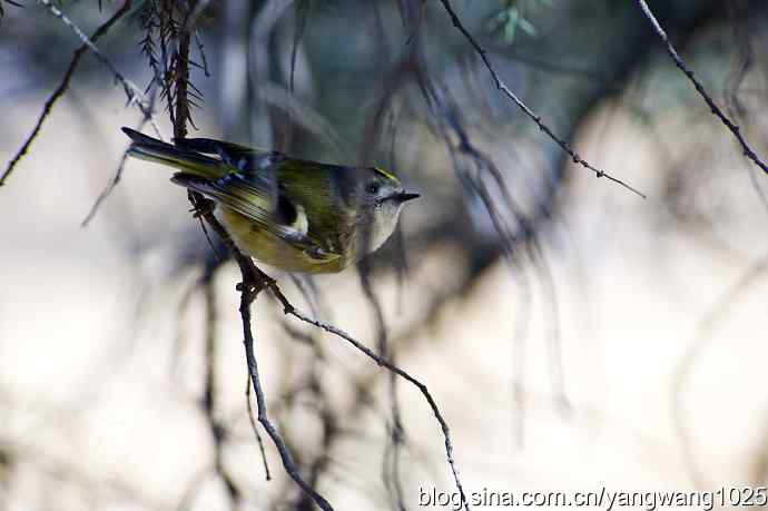 柏树丛中的戴菊