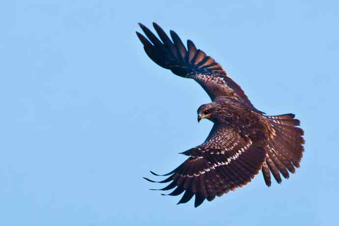 秋季野鸭湖 wbr热拍黑耳鸢