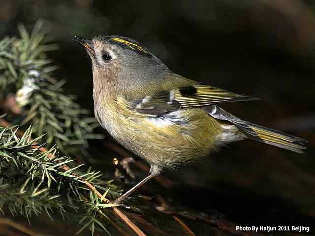 暮然回首 wbr. wbr戴菊却在天坛水洼处