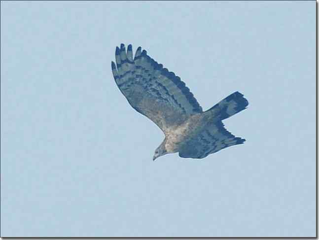 望京楼主峰雾蒙蒙续拍猛禽