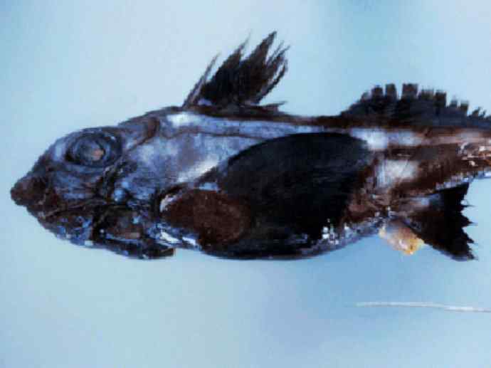 鱼类活化石：长吻银鲛