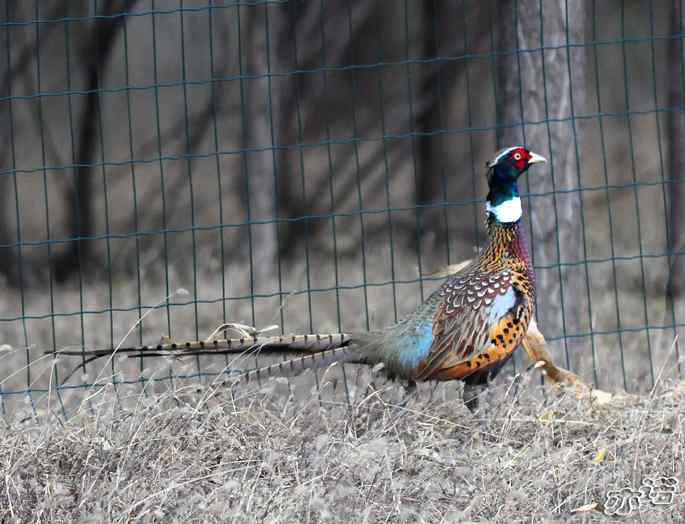 官厅水库&nbsp;wbr路&nbsp;wbr楔尾伯劳和雉鸡