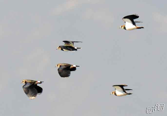 官厅水库&nbsp;wbr路&nbsp;wbr飞行的鸟儿