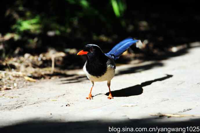 红嘴蓝鹊（3）