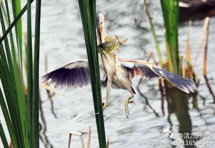 捕鱼达人——黄苇鳽