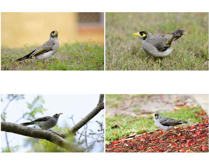 澳洲拍鸟鈥斺斘薮Σ辉诘暮诙羁笪勰