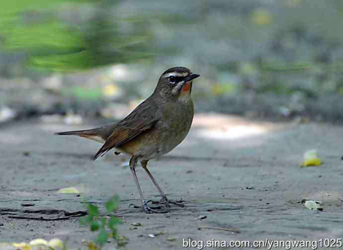 红喉歌鸲 红喉歌鸲