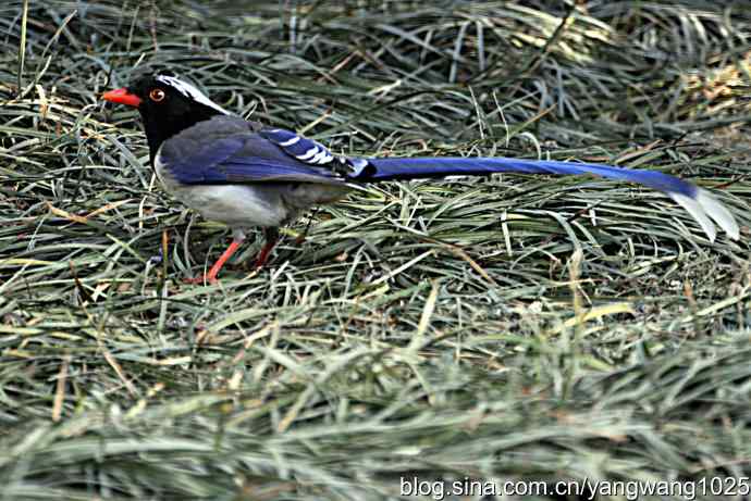 天坛公园的喜鹊