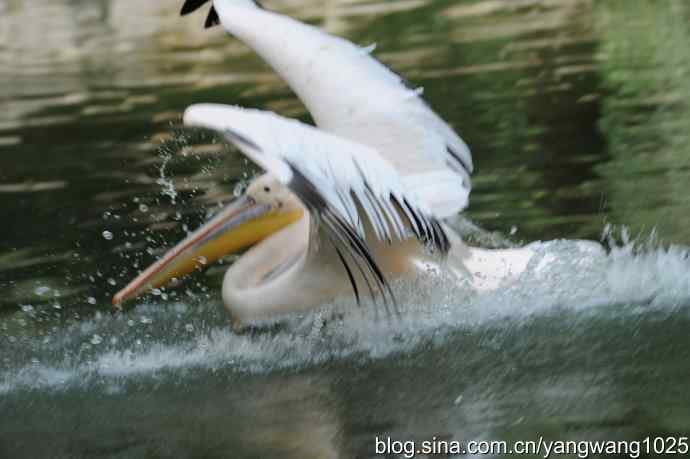 明星（鹈鹕大白）