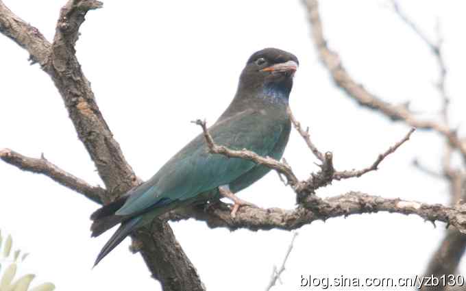 初识三宝鸟(组图) 初识三宝鸟(组图)