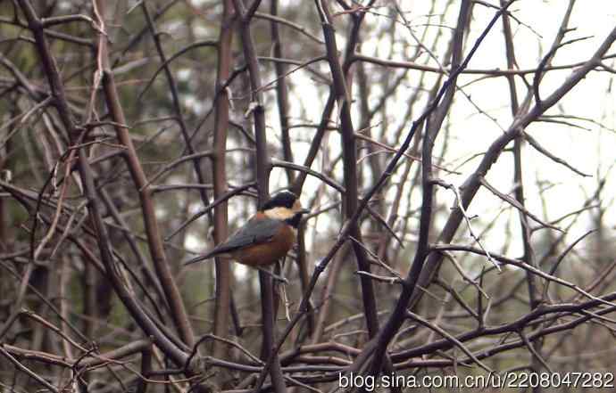 153.新年好开端新鸟---杂色山雀、房车