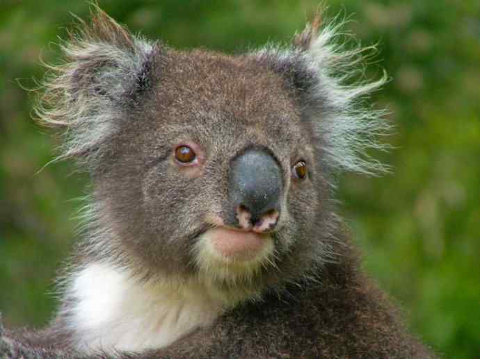 盘点十二大著名食蚁动物：袋食蚁兽