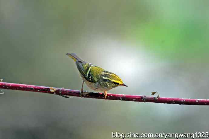 黄腰柳莺（23）