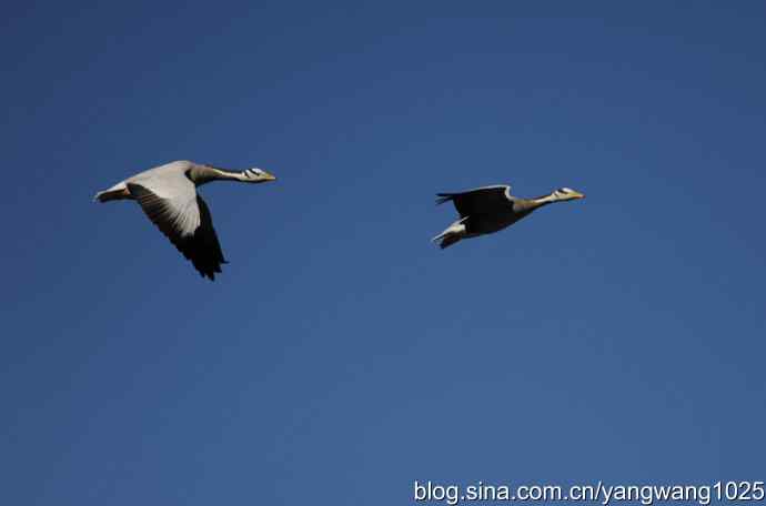 飞 wbr(斑头雁) wbr2 飞 wbr(斑头雁) wbr2