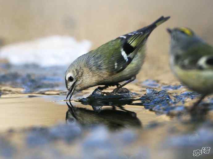 圆明园&nbsp;wbr路&nbsp;wbr戴菊
