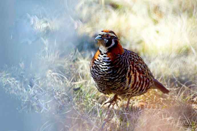 轻寒薄暖，再上川西