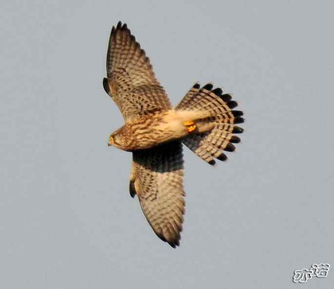 北京西山&nbsp;wbr路&nbsp;wbr守候猛禽迁徙通道两小时