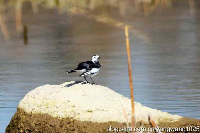 湖畔的白鹡鸰 wbr1
