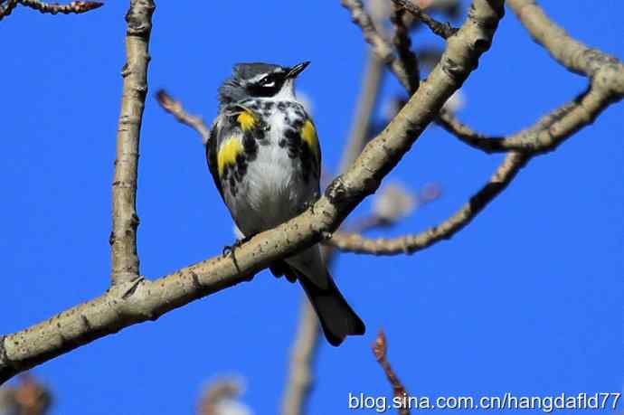 黄腰白喉林莺（2）