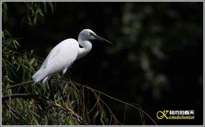 心想事不成【照片】