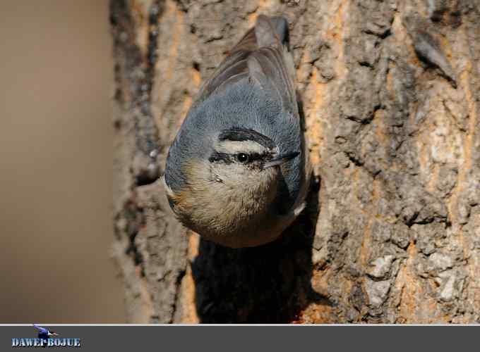 植物园的黑头鳾